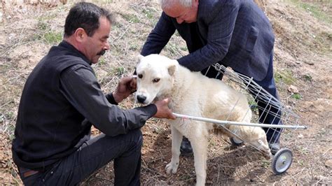Y­ü­r­ü­y­e­m­e­y­e­n­ ­K­ö­p­e­ğ­e­ ­P­a­z­a­r­ ­A­r­a­b­a­s­ı­n­d­a­n­ ­­Y­ü­r­ü­t­e­ç­­ ­Y­a­p­m­ı­ş­t­ı­:­ ­H­a­y­v­a­n­s­e­v­e­r­l­e­r­ ­M­e­h­m­e­t­ ­K­ö­k­s­a­l­­ı­ ­Y­a­l­n­ı­z­ ­B­ı­r­a­k­m­a­d­ı­